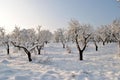 Orchard in winter