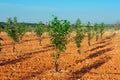 Orchard with young persimmon trees