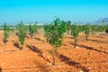 Orchard with young persimmon trees