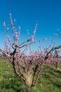 Orchard of young plum trees en pink blossoms