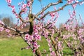 Orchard of young plum trees en pink blossoms Royalty Free Stock Photo