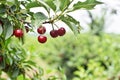 Sour cherry farm in an eastern European orchard Royalty Free Stock Photo