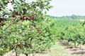 Sour cherry farm in an eastern European orchard Royalty Free Stock Photo