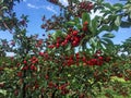 Sour cherry farm in an eastern European orchard Royalty Free Stock Photo