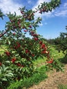 Sour cherry farm in an eastern European orchard Royalty Free Stock Photo