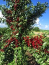 Sour cherry farm in an eastern European orchard Royalty Free Stock Photo