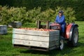 Braeburn apples Royalty Free Stock Photo