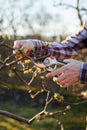 Orchardist prunes a fruit tree