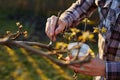 Orchardist treating a fruit tree with balsam