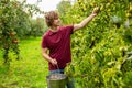 Orchardman harvesting fresh fruit in the garden