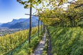 Orchards in the mountains at Merano, Italy. Royalty Free Stock Photo