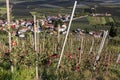 Orchards in the mountains at Merano, Italy. Royalty Free Stock Photo