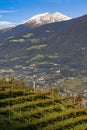 Orchards in the mountains at Merano, Italy. Royalty Free Stock Photo