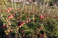 Orchards in the mountains at Merano, Italy. Royalty Free Stock Photo