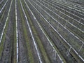 orchards are nets protecting the cherries from hailstorms and raids by starlings Royalty Free Stock Photo