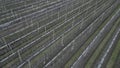 orchards are nets protecting the cherries from hailstorms and raids by starlings