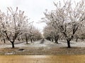 Orchards on a Rainy Day in Central California Royalty Free Stock Photo