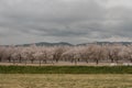 Orchards of San Joaquin Valley