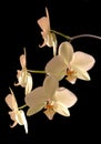 Orchid