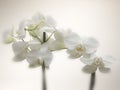 Orchid Royalty Free Stock Photo