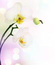 Orchid Royalty Free Stock Photo