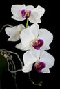 Orchid