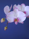 Orchid Royalty Free Stock Photo