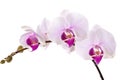 Orchid Royalty Free Stock Photo