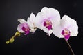 Orchid Royalty Free Stock Photo