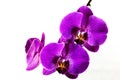 Orchid 2