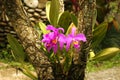 Orchid Royalty Free Stock Photo