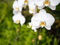 Orchid Royalty Free Stock Photo