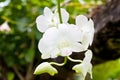 Orchid Royalty Free Stock Photo