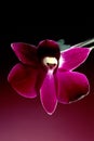 Orchid Royalty Free Stock Photo