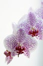 Orchid