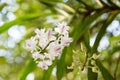 Orchid : Aerides odorata Lour.