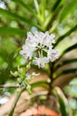 Orchid : Aerides odorata Lour. Royalty Free Stock Photo