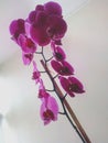 Orchid that amazes with wild beauty Royalty Free Stock Photo