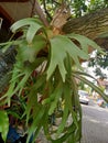 Orchid antler leaves resemble deer antlers