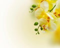 Orchid background.Floral yellow background wih orchid flower