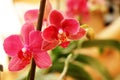 Orchid on a background