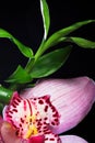 Orchid and bamboo Royalty Free Stock Photo