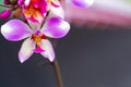 Orchid, Bangalore, Karnataka. Orchids for Royalty Free Stock Photo