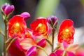 Orchid, Bangalore, Karnataka. Orchids for sale Royalty Free Stock Photo