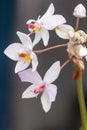 Orchid, Bangalore, Karnataka. Orchids for sale Royalty Free Stock Photo