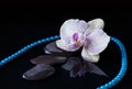 Orchid, bead and stones in water Royalty Free Stock Photo