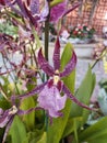 Orchid, Beallara, Purple King.