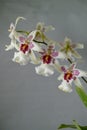 Orchid - beallara Tahoma Glacier Royalty Free Stock Photo