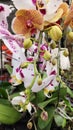 Orchid , beatiful, fresh