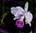 Orchid, Cattleya Trianae